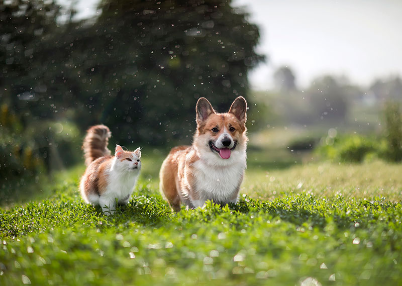 Pets welcome photo